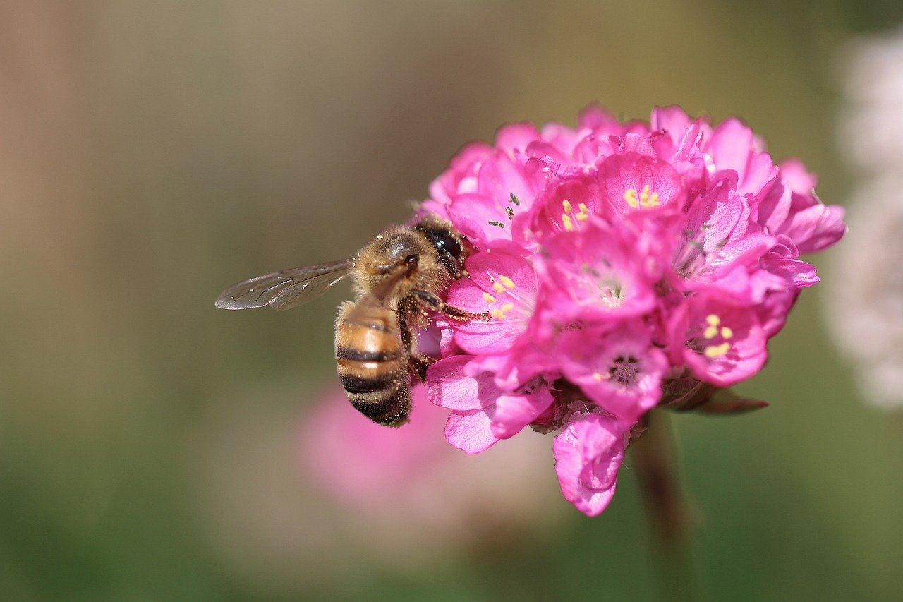 The Benefits of Urban Beekeeping